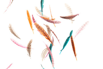 Many color Feather fly fall beautiful spiral pattern in air over black background isolated. Puffy Fluffy soft feathers like dream floating dove in sky. Colorful feathers are so light and delicate