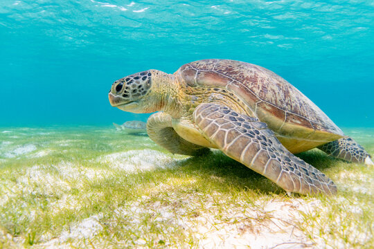 Sea turtle in the Maldives on the island Curedo on seagrass