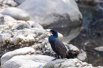 Great cormorant standing in profile on rocks forming a natural dam in the Cap-Rouge river, Quebec City, Quebec, Canada