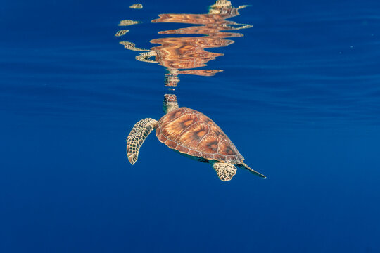 Sea turtle in the Maldives on the island Curedo close to the surface of the water