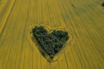 Heart shape in a rapeseed field seen from a drone