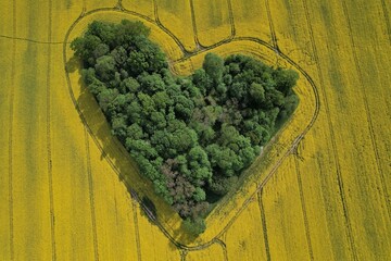 Heart shape in a rapeseed field seen from a drone