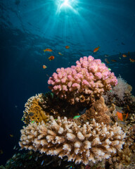 Beautiful coral reef in the Red Sea with sunball