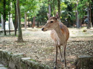 奈良公園の可愛い鹿