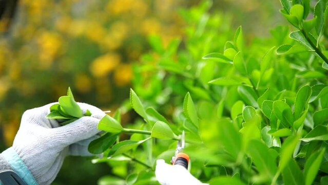 Pruning the bush. Elderly woman uses garden pruner to cut bush for YouTube gardening blog. Tutorials for pruning plants made easy with tool in action.