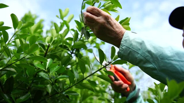 Woman garden pruner. Elderly woman prunes shrub with garden pruner. Advertising garden tool for pruning trees and shrubs seen in action.