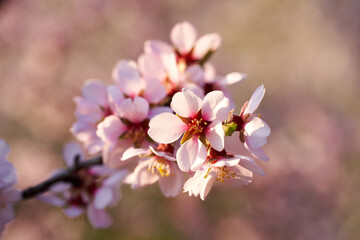 Closeup of almond tree branch in bloom in March