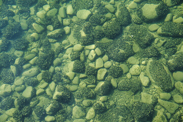 Bodensee, mit Muscheln besiedelte Steine unter Wasser