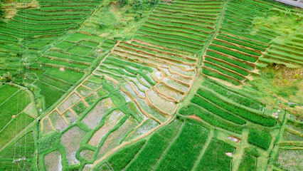 The stunning Tegalalang Rice Terrace, part of the Cultural Landscape of Bali Province UNESCO World Heritage Site, comprises cascading emerald-green fields worked by local rice farmers.	