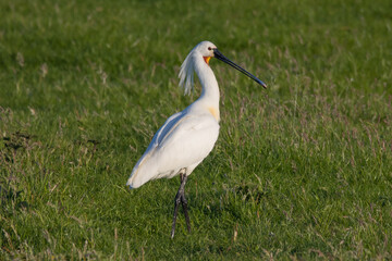 spoonbill
