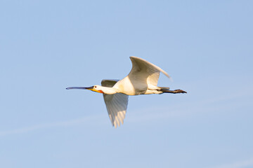
spoonbill