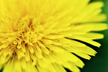 Macro Yellow dandelion flowers at nature green background. Fragility. Springtime. Macro nature. Blooming dandelion. Dreamy artistic image of beauty of nature. medical herb and food ingredient