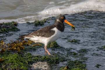 oystercatcher