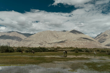 Group of  horses grazing in wet green valley in Ladakh, India