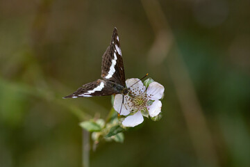 butterfly on a flower