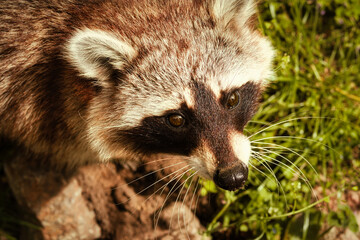 Waschbär - Tier - Animal - Raccoon - Close Up - Funny - Procyon Lotor - Cute - Portrait - Wildlife...