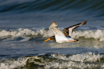 oystercatcher