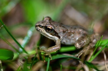 Closeup of a small frog on the grass with a blurred background