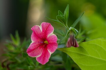 Obraz premium Closeup of a beautiful blooming pink convolvulus flower on a branch in a garden