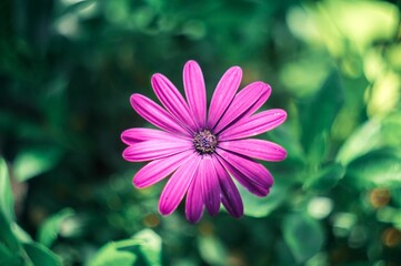 Fototapeta premium Closeup shot of a pink African daisy