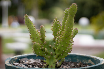 cactus in the garden