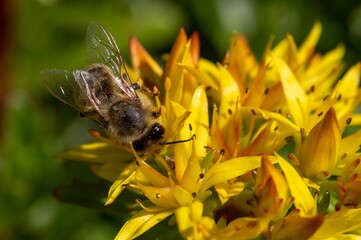Macro shot of a Western honey bee on the petals of an Orange stonecrop flower