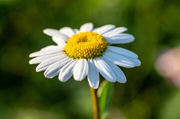 Selective focus shot of a chamomile flower plant
