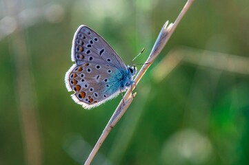 Selective focus shot of a Polyommatus thersites butterfly on a plant