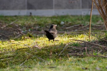 Eurasian blackbird standing on the green grass in the garden on a sunny day