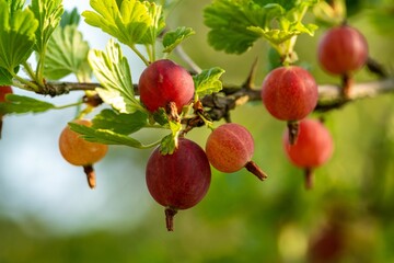 Closeup of red gooseberries growing on the tree