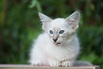 Portrait eines hübschen Balinese Kitten