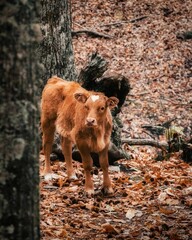 Vertical shot of a brown calf wandering in an autumn forest © Fernando Hernandez1/Wirestock Creators