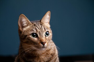 Portrait of a cute brown Asian tabby cat on a dark green background