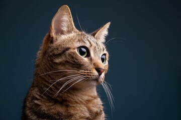 Portrait of a cute brown Asian tabby cat on a dark green background