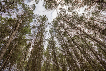 Bosque en Villanueva del Trabuco, Málaga, Spain