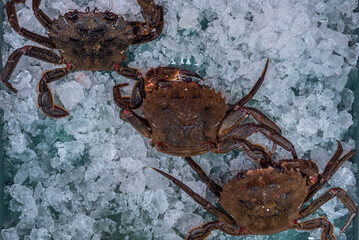 Also called andaricas, it is a brachyuran and decapod crustacean