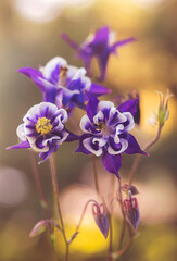 Fioletowe kwiaty Orlika - Aquilegia © mycatherina