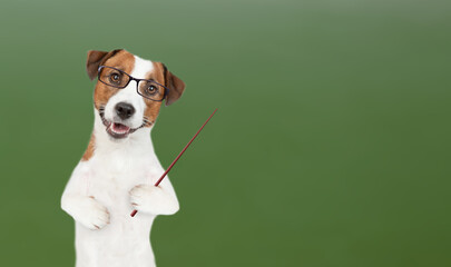 Smart jack russell terrier puppy wearing eyeglasses  points away on empty space