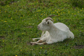 liegende Ziege
