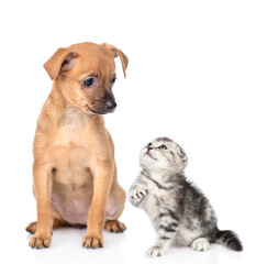 Obraz premium Toy terrier puppy and tiny kitten look at each other. isolated on white background
