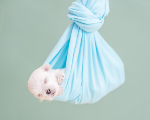 Cozy newborn white lapdog puppy sleeping in blue hammock
