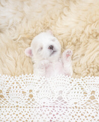 Cozy tiny white lapdog puppy sleeps under warm blanket on a bed at home. Top down view