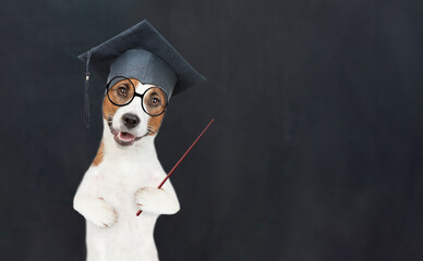 Smart jack russell terrier puppy wearing eyeglasses and graduation hat stands near black chalkboard at school and points away on empty space. Back to school concept