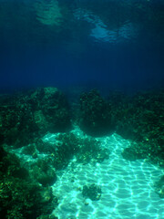 Naklejka na ściany i meble a beautiful coral reef in the crystal clear waters of the caribbean sea
