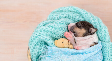 Tiny newborn bull terrier puppy sleeps under a warm blanket with a toy teddy bear. Top down view....