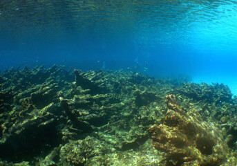 Naklejka na ściany i meble a beautiful coral reef in the crystal clear waters of the caribbean sea
