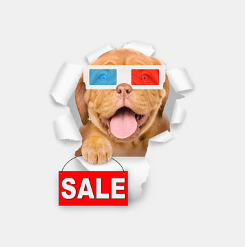 Happy puppy wearing 3d glasses looking through the hole in white paper and shows signboard with labeled "sale"