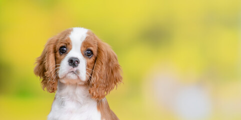 Portrait of a Сavalier King Charles Spaniel puppy at summer park. Empty space for text