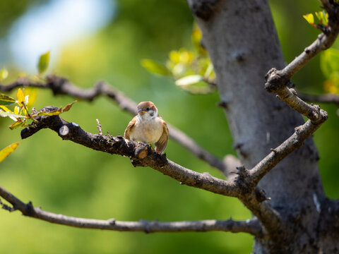 木の枝に止まる雀
