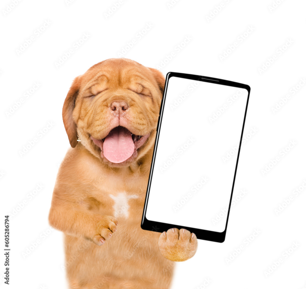 Aufkleber laughing mastiff puppy holding smartphone with empty screen in it paws. isolated on white background